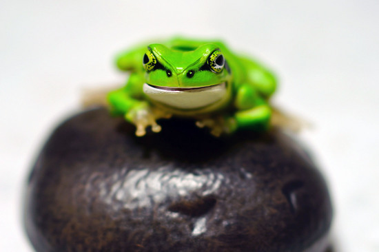 Japanese_tree_frog_016.jpg